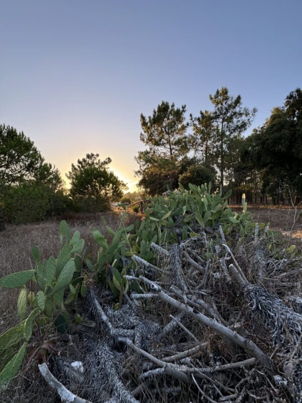 Cadastro predial rústico
